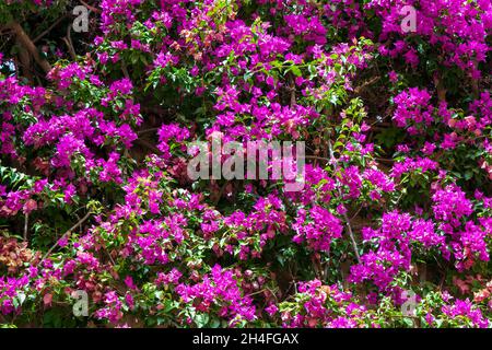 Heller frischer Hintergrund mit vielen violetten Bougainvillea Blumen. Natur Hintergrund mit Bougainvillea Blumen. Helles, blumiges Bild. Stockfoto