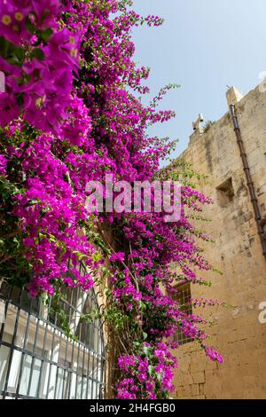 Das Fenster ist mit üppigen Bougainvillea-Zweigen überwuchert. Mdina-Architektur mit Bogenfenster, Vintage-Laterne und schleichenden Pflanzen. Stockfoto