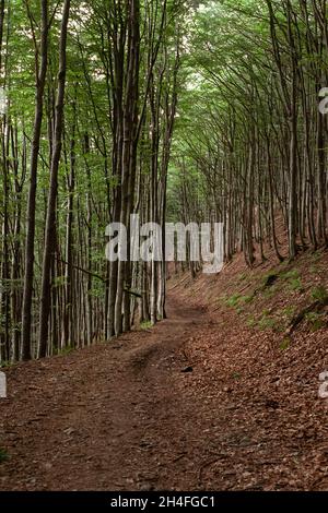 Kurvige Straße durch den Sommer grünen Buchenwald in den Bergen. Nehmen Sie mit einer analogen Filmkamera mit Rauschen auf Stockfoto