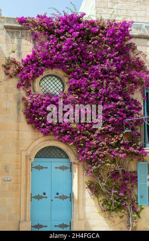 Rundes Fenster mit üppigen Bougainvillea-Zweigen bewachsen. Mdina-Architektur mit rundem Fenster, blauer Tür und schleichenden Pflanzen. Stockfoto