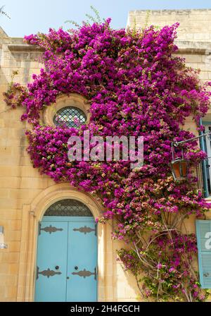 Rundes Fenster mit üppigen Bougainvillea-Zweigen bewachsen. Mdina-Architektur mit rundem Fenster, blauer Tür und schleichenden Pflanzen. Stockfoto