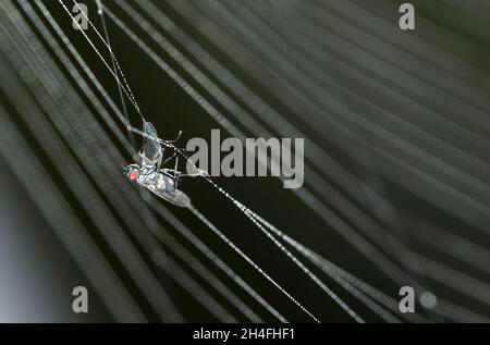 Eine Fliege, die in den klebrigen Klebertröpfchen gefangen wird, die die Fangfäden der europäischen Gartenspinne (Araneus diademus) bedecken, Wallis, Schweiz Stockfoto