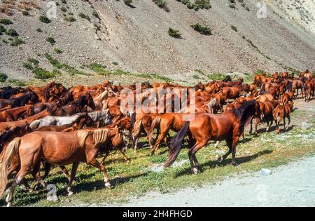 In der Prärie Kirgisistans laufen Pferdeherden Stockfoto