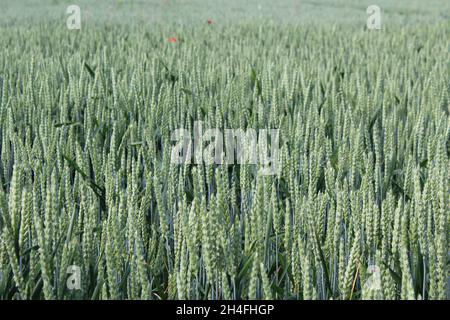 Unreifer Winterweizen, der noch blau-grün ist, auf einem Feld in Heiden, NRW, Deutschland. Stockfoto