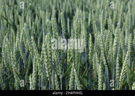 Unreifer Winterweizen, der noch blau-grün ist, auf einem Feld in Heiden, NRW, Deutschland. Stockfoto