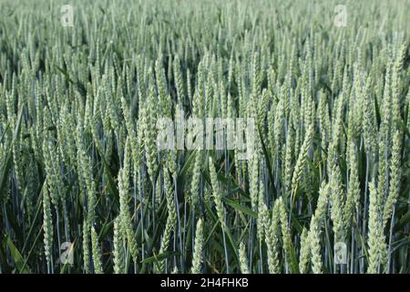 Unreifer Winterweizen, der noch blau-grün ist, auf einem Feld in Heiden, NRW, Deutschland. Stockfoto