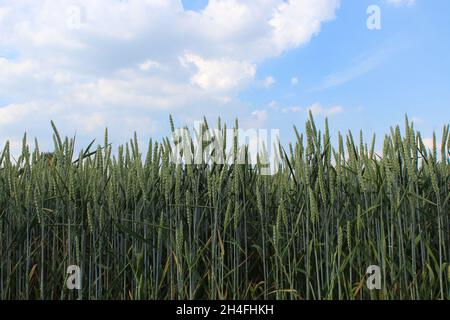 Unreifer Winterweizen, der noch blau-grün ist, auf einem Feld in Heiden, NRW, Deutschland. Stockfoto