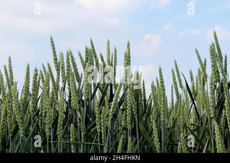 Unreifer Winterweizen, der noch blau-grün ist, auf einem Feld in Heiden, NRW, Deutschland. Stockfoto