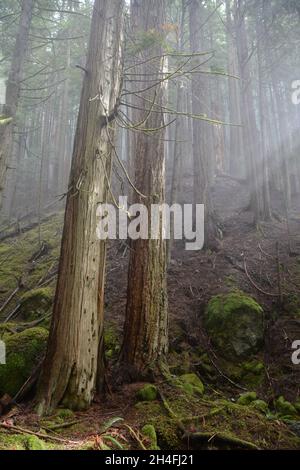Nadelbäume in einem unberührten und nebligen, alten Wald am Sunshine Coast Hiking Trail, nahe dem Powell River, British Columbia, Kanada. Stockfoto