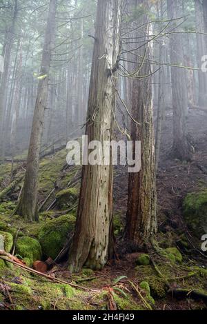 Nadelbäume in einem unberührten und nebligen, alten Wald am Sunshine Coast Hiking Trail, nahe dem Powell River, British Columbia, Kanada. Stockfoto