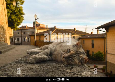 Eine niedliche Tabby-Katze, die im Sommer in Livorno, Toskana, Italien, auf einer niedrigen Steinmauer im alten Dorf Castagneto Carducci relaxt Stockfoto