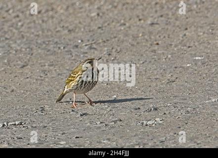 Olive-backed Pipit (Anthus hodgsoni) Erwachsener auf der Straße Arunachal Pradesh, Indien Januar Stockfoto