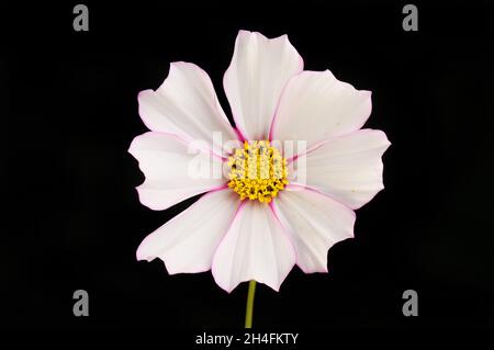 Cosmos Blume mit weißen Blütenblättern, die mit Rot gegen Schwarz isoliert gesäumt sind Stockfoto