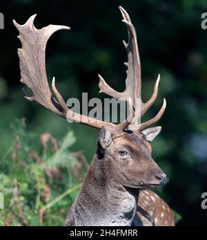 Brachwild im Powis Castle in der Nähe von Welshpool, Wales, Großbritannien. Stockfoto