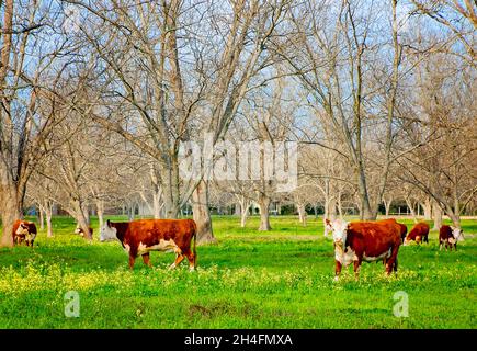 Hereford-Rindsrinder (Bos taurus taurus) grasen auf einer Weide, 18. März 2010, in Grand Bay, Alabama. Stockfoto