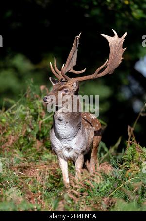 Brachwild im Powis Castle in der Nähe von Welshpool, Wales, Großbritannien. Stockfoto