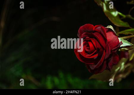 Am frühen Morgen im Garten stieg eine wunderschöne, samtrote Rose auf dunklem Hintergrund. Stockfoto