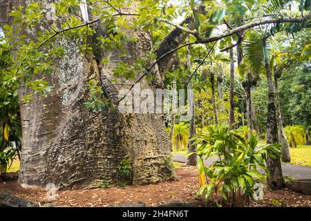 Ein Mädchen neben einem Baobab im botanischen Garten auf der Insel Mauritius. Stockfoto