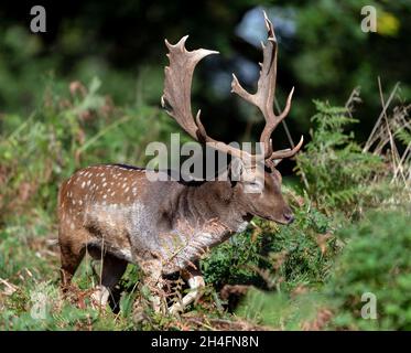 Brachwild im Powis Castle in der Nähe von Welshpool, Wales, Großbritannien. Stockfoto