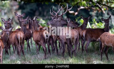 Brachwild im Powis Castle in der Nähe von Welshpool, Wales, Großbritannien. Stockfoto