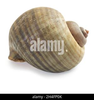 Auf weißem Hintergrund liegt eine leere Schneckenschale. Europas größte Schnecke Stockfoto