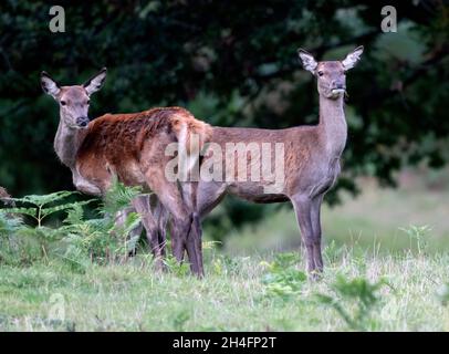 Brachwild im Powis Castle in der Nähe von Welshpool, Wales, Großbritannien. Stockfoto