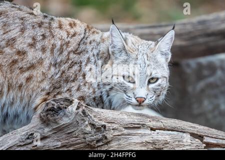 Nordamerikanische Bobkatze (Luchs rufus), die auf einem Baumstamm in der Nähe von Höhle steht und die Kamera anschaut. Stockfoto