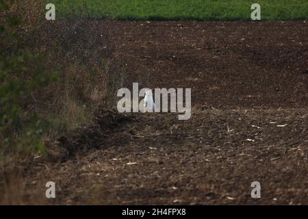 Eine Hauskatze auf dem Feld Jagd Stockfoto