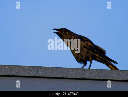 Nahaufnahme einer krächzenden schwarzen Krähe auf einem Rood Stockfoto