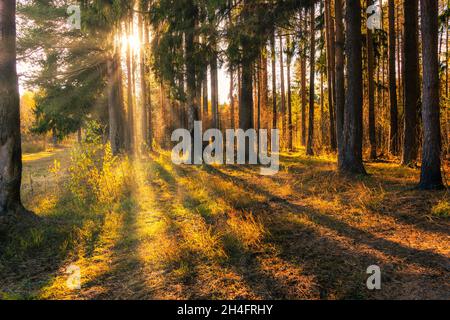 Waldkiefernlandschaft, die Strahlen des hellen Sonnenuntergangs werfen lange Schatten Stockfoto