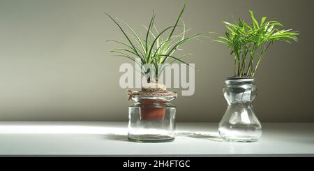 Mini-Pflanzen von beaucarnea recurvata und chamaedorea in Gläsern auf einem weißen Tisch, Home-Garten-und Dekorationskonzept Stockfoto