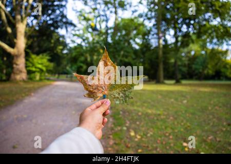 Hand hält eine Herbst Blatt Stockfoto
