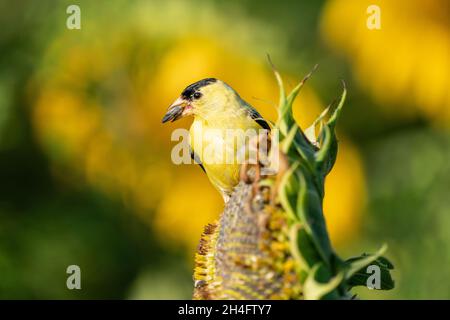 Leuchtend gelber amerikanischer Goldfinch, der auf Sonnenblumenkernen thronte. Stockfoto