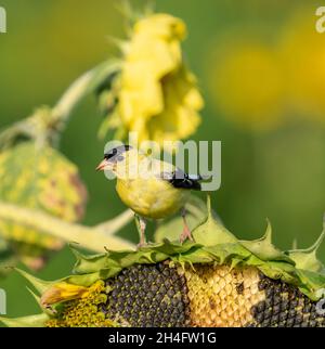 Amerikanischer Goldfink (Spinus tristis), der auf Sonnenblumen thront und an einem warmen Sommertag Samen isst. Stockfoto