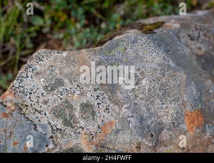 Bunte Flechten wachsen auf einem Felsen nördlich von Island Stockfoto