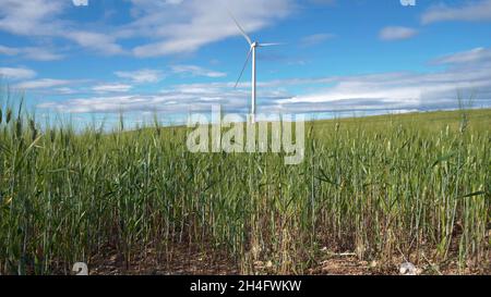 Blick vom Gras aus eine Windturbine, in der Mitte des Feldes mit einem blauen Himmel Stockfoto