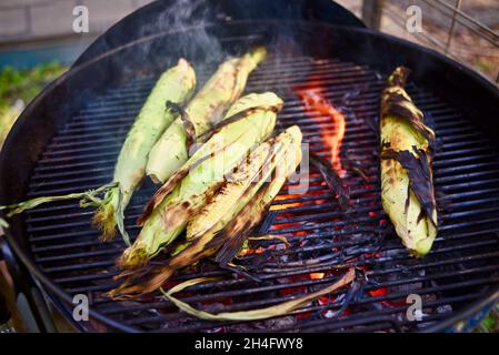 Ein Sommergenuss, frisch geernteter Vollohrsüßer Mais mit Schalen, die draußen gegrillt werden, Kochen in Schalen, um Feuchtigkeit zu bewahren, Hammond, MN, USA Stockfoto