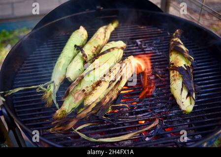 Ein Sommergenuss, frisch geernteter Vollohrsüßer Mais mit Schalen, die draußen gegrillt werden, Kochen in Schalen, um Feuchtigkeit zu bewahren, Hammond, MN, USA Stockfoto