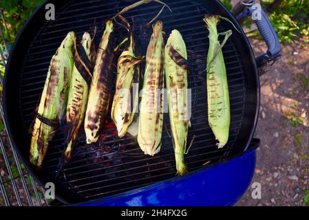 Ein Sommergenuss, frisch geernteter Vollohrsüßer Mais mit Schalen, die draußen gegrillt werden, Kochen in Schalen, um Feuchtigkeit zu bewahren, Hammond, MN, USA Stockfoto