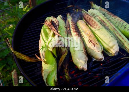 Ein Sommergenuss, frisch geernteter Vollohrsüßer Mais mit Schalen, die draußen gegrillt werden, Kochen in Schalen, um Feuchtigkeit zu bewahren, Hammond, MN, USA Stockfoto