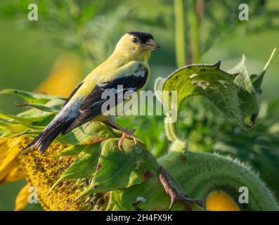 Leuchtend gelber amerikanischer Goldfink auf Sonnenblume Stockfoto