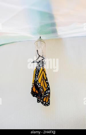 Neu aus seiner Chrysalis hervorgegangen, trocknet ein Monarch-Schmetterling, Danaus plexippus, seine Flügel in einem Schmetterlingskäfig drinnen. Wichita, Kansas, USA. Stockfoto