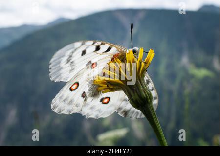 Ein Berg-apollo-Schmetterling (Parnassius apollo), der im Sommer auf einer gelben Blume ruht, an einem bewölkten Tag Stockfoto