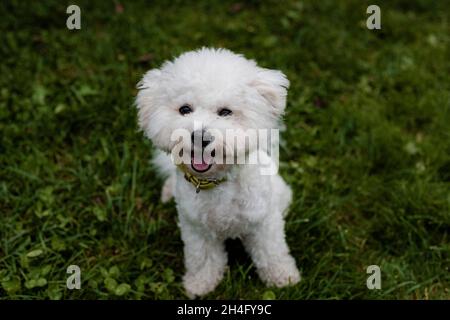 Porträt eines süßen weißen flauschigen bichon-Frizes, der auf grünem Gras sitzt, lächelt und auf den Rahmen schaut Stockfoto