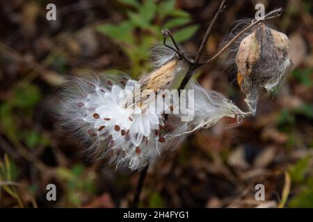 Eine gewöhnliche Milchkrautpflanze, Asclepias syriaca, Samenschote oder Follikel, die aufplatzt, um Samen im Wind in den Adirondack Mountains, NY, zu verbreiten Stockfoto