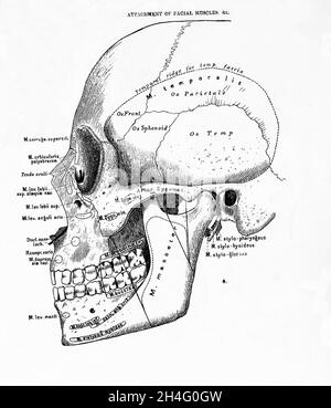 Eine anatomische Vintage-Zeichnung von Muskelanhaftungen an einem menschlichen Schädel Stockfoto