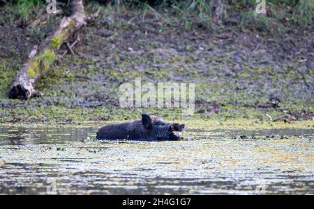 Wildschwein (sus scrofa ferus) schwimmt im Fluss neben dem Wald. Wildtiere in natürlichem Lebensraum Stockfoto