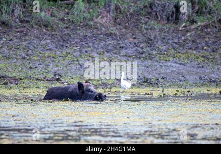 Wildschwein (sus scrofa ferus) schwimmt im Fluss neben dem Wald. Wildtiere in natürlichem Lebensraum Stockfoto