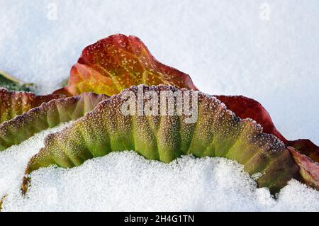 Tiefgefrorener Grünkohl, bis er im Winter im Schnee gerötet ist, bedeckt bis zur Spitze vom Winterwind. Funkelnde Kristalle aus Eisfrost, Wintersonne Stockfoto