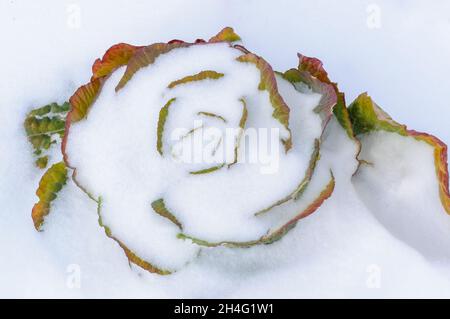 Tiefgefrorener Grünkohl, bis er im Winter im Schnee gerötet ist, bedeckt bis zur Spitze vom Winterwind. Funkelnde Kristalle aus Eisfrost, Wintersonne Stockfoto